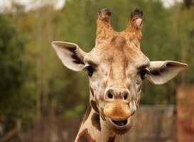 Normal_giraffe__dierentuin